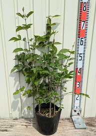 アオダモ 株立ち　苗木　6号【4本立ち以上】