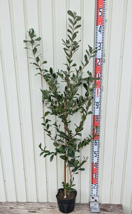tFCWA@c؁@c@1.2m@7
