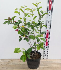 ␫W[x[@[WFbgi[WFgj@6@c