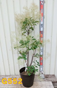 【選べる現品】スモークツリー パールファー 苗木  8号フレグラー鉢植え