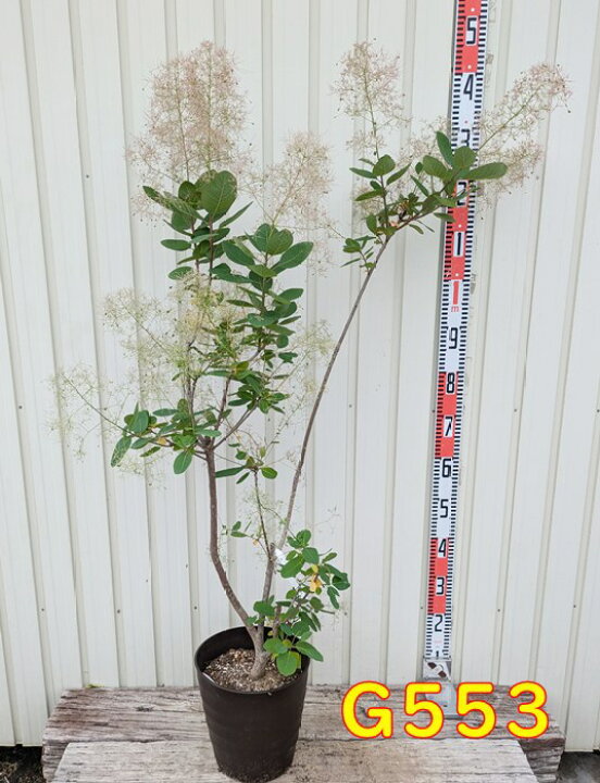 楽天市場】スモークツリー パールファー 苗木 8号フレグラー鉢植え 