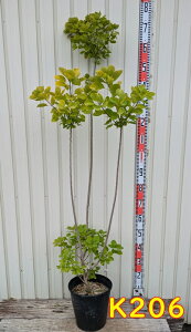 yIׂ錻izX[Nc[@S[fXsbg@c؁@@1.5m`yt㔭z