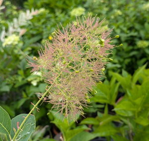 X[Nc[ O[t@Ee@ؕc؁@4.5c