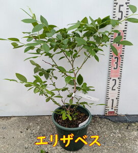 yIׂizu[x[@m[UnCubVn@c؁@5yGUxXAu[}WVAu[S[hAvz