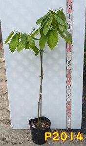 yIׂ錻iz||[@c؁@c 1m`yPz