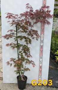 yIׂ錻iz~W@Ԃ̎܎OiAJmV`STjc؁@7@V{c[ɍœKȕc؁@A؁@