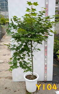 �y���i�z���~�W �T�c�L�x�j�i�H���g�j�@9�����A���@�c��