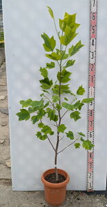 yiY105zmL@I[A}Mi[^@c؁@8A