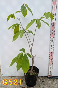 yIׂ錻iz||[@}S[@ڂؕc@7sʎy߂c؁t