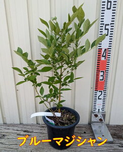 yIׂizu[x[@m[UnCubVn@c؁@5yGUxXAu[}WVAu[S[hAvz