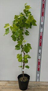 yizuhE@[@c؁@6@72704