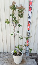 【現品Y123】スモークツリー　ホワイトファー　苗木　7号フレグラー鉢植え