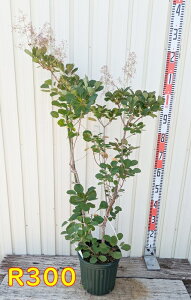 yIׂ錻iz X[Nc[ @r[n[gibhnjc؁@8