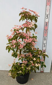 ΎR@t(΃}{EV)@bh[(ԉ) @c @7