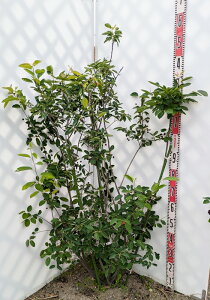 yizW[x[@c؁@@1.4m@F732