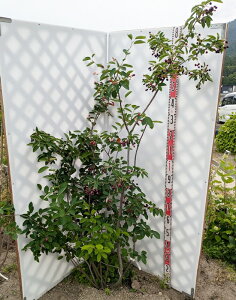 【現品】ジューンベリー 苗木 株立ち 樹高1.7m K712