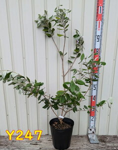 yIׂ錻iztFCWA@gCAt@c؁@7