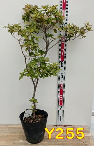 yIׂ錻iz΃ccWi΃[hfhj@Ƃ߂@c؁@7