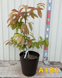 yIׂ錻izXYmLi̖؁jc؁@8tO[A