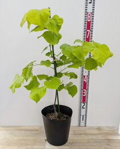 AJniYIE@n[gIuS[h@c؁@7(v08)