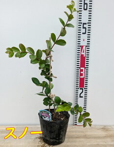 yIׂiz␫TXx@y`[gTVC@c؁@4.5yXm[AvAbhCvAsL[z