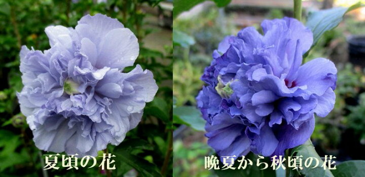 楽天市場】ムクゲ 紫玉(シギョク) 株立ち 苗木 7号 : 千草園芸