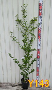 yIׂ錻izNQ@[YIuV@sNVtH@c؁@7