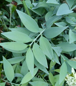 iMmLij@X[L[u[@c؁@5.5