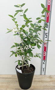 u[x[@yAvc@ c؁@6ZA[gA@gXdā@V[vu[×~XeB@2iAyTUnCubVnz