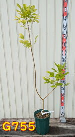 【選べる現品】アオダモ　黄金葉（オーレア） 苗木 　7号鉢植え