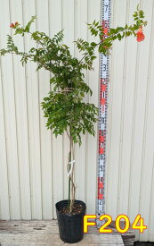 【選べる現品】アメリカノウゼンカズラ　赤花 8号苗　大苗