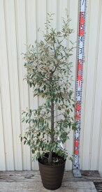 【選べる現品】ロシアンオリーブ　苗木　9号フレグラー鉢植え