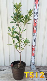 【選べる現品発送】四季咲き　アザレア椿（ツバキ）接ぎ木苗　8号フレグラー鉢植え(DG)　苗木