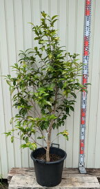 【現品発送】椿（ツバキ）初黄（ショコウ）樹高1.4m　苗木　F211　根巻き苗