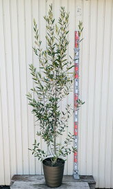 【現品発送】オリーブの木　ひなかぜ(ヒナカゼ)　苗木　10号フレグラー鉢植え　R707