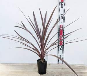 ドラセナ コルジリネ レッドスター 3号 苗木