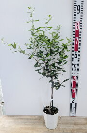 オリーブの木　苗木　ピッチョリーネ　スタンダード仕立て　4.5号鉢植え