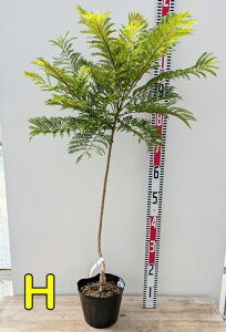 WJ_@u[ubT@r[CO@c؁@6