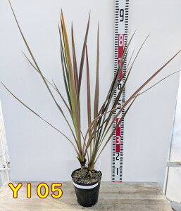 yIׂ錻izhZiERWlEGNgbNtbV@5