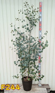 【選べる現品発送】ユーカリ ポポラス(ポリアンセモス) 9号フレグラー鉢植え(鉢色ダークブラウン)