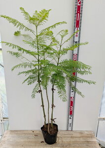 WJ_ @~VtHA @c؁@ 3{@5.5