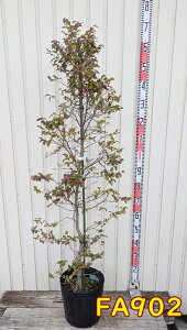 gL}TNi֖j@l@c؁@1.3m`