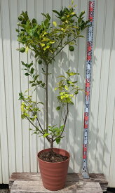 【訳あり/現品発送】 レモン　リスボン　苗木　12号鉢植え　F727