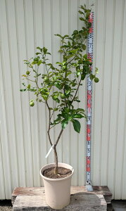 yi/tz̖؁@c؁@12A@G716