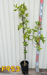 yIׂ錻iz lGLJC@c؁@6|bgA