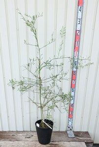 yizfU[gC@c؁@7ZA[gAyG709z