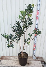 【現品発送K240】四季咲き　アザレア椿（ツバキ）接ぎ木苗　8号フレグラー鉢植え(ダークブラウン)　苗木