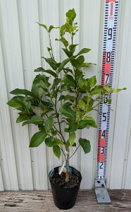 yizTCp̖؁@c؁@6@A290