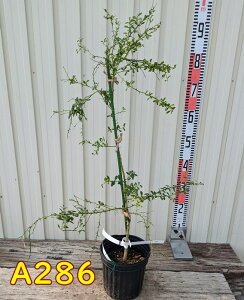 yIׂ錻iztBK[C@CG[TVC@c؁@6ڂؕc