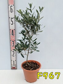 【選べる現品】オリーブの木 シプレシーノ　苗木　5号